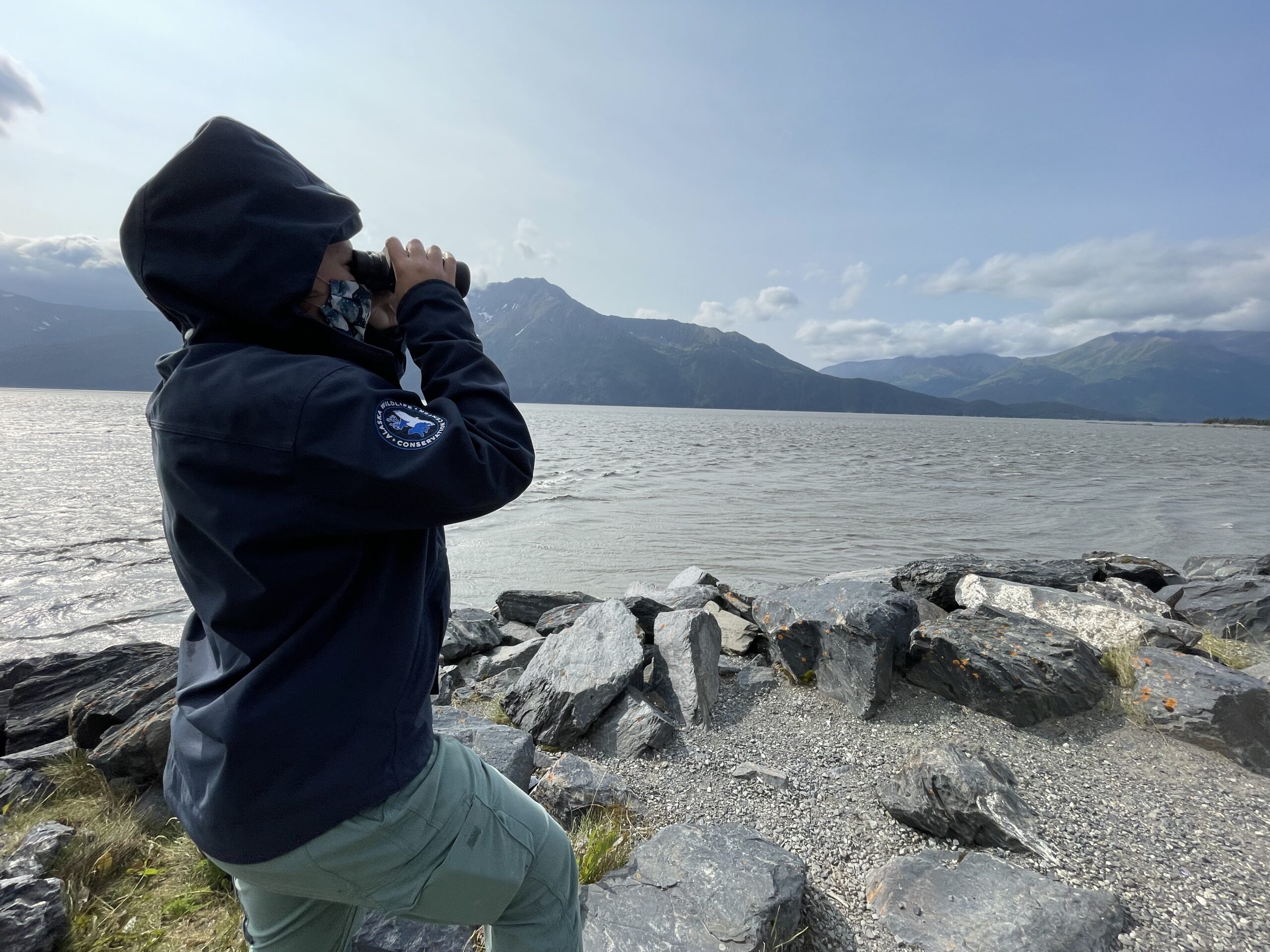 Lily monitors for Cook Inlet belugas at The Point.