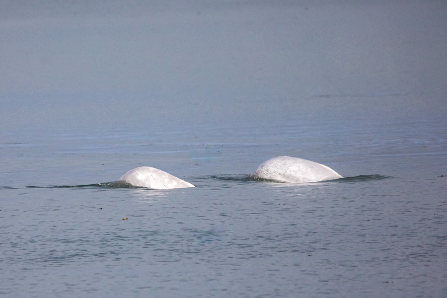 Beluga Monitoring at The Point