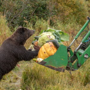 Patron the brown bear sniffs a tractor full of vegetables.