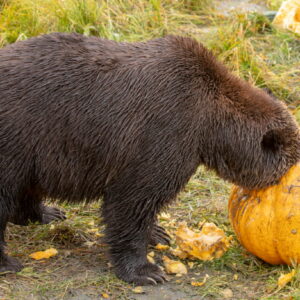 A brown bear sticks his face in a pumpkin.