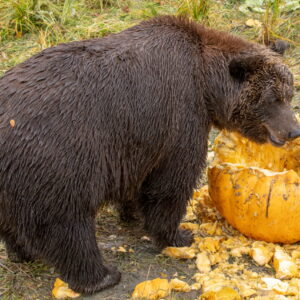 A brown bear smiles next to a pumpkin.