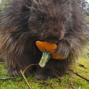 Heath the porcupine eating a pumpkin.