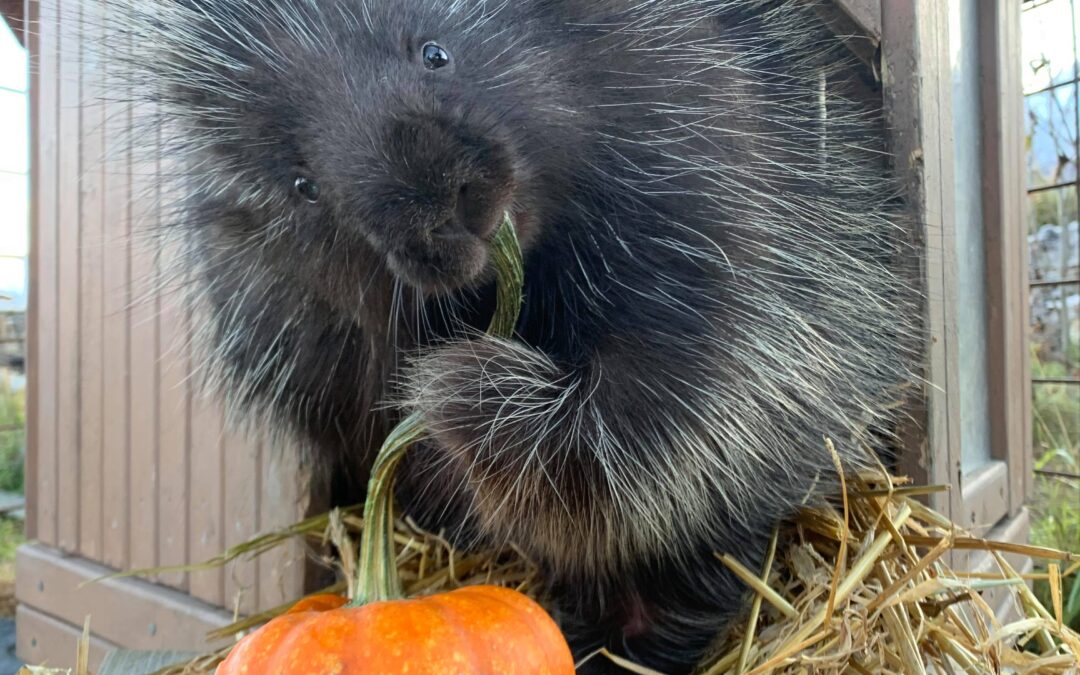 Baby Ruth the porcupine being silly with a pumpkin.