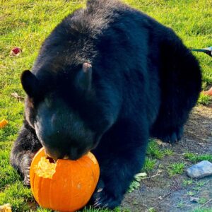Kobuk the black bear with his head in a pumpkin.
