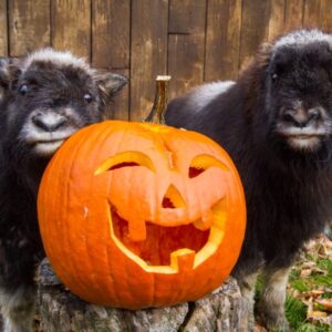 Two baby muskox with a pumpkin.