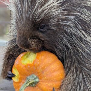 Twix the porcupine eating a pumpkin.