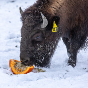 A bison eats pumpkin enrichment.