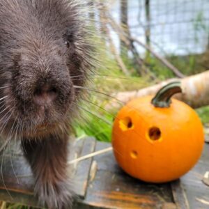 Baby Ruth the porcupine next to a pumpkin.