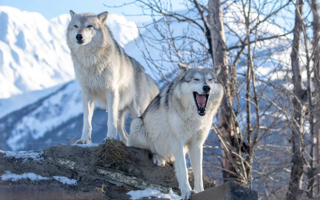 Two wolves during the winter.